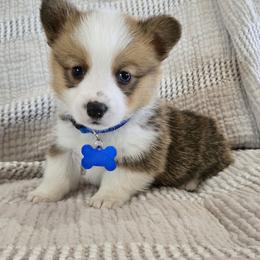 Rowdy - White and red male Pembroke Welsh Corgi puppy in Americus, Kansas from Kandi's Pups