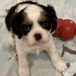 Cavalier King Charles Spaniel Puppies from Ridgefield Cavaliers
