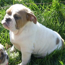 Artie - Fawn and white male Bulldog puppy in Clarinda, Iowa from Stimson Bulldogs