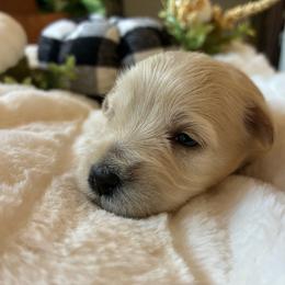 Uno - Wheaten female Miniature Schnauzer puppy in Menifee, California from Moonshine’s Minis