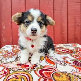 Geranium - Black and tan female Pembroke Welsh Corgi puppy in Fortine, Montana from North Star Pembroke Welsh Corgi's