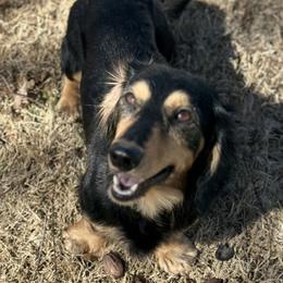 Sammy - Dachshund
