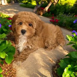 Ana - Red  Poodle puppy in Davie, Florida from Dave Poodles