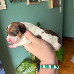 Cosmo - Piebald male Dachshund puppy in Jacksonville, North Carolina from Lizzie’s Doxies
