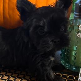 Isabelle - Black and tan female Yorkshire Terrier puppy in Lafayette, Georgia from Berggipfel Yorkies