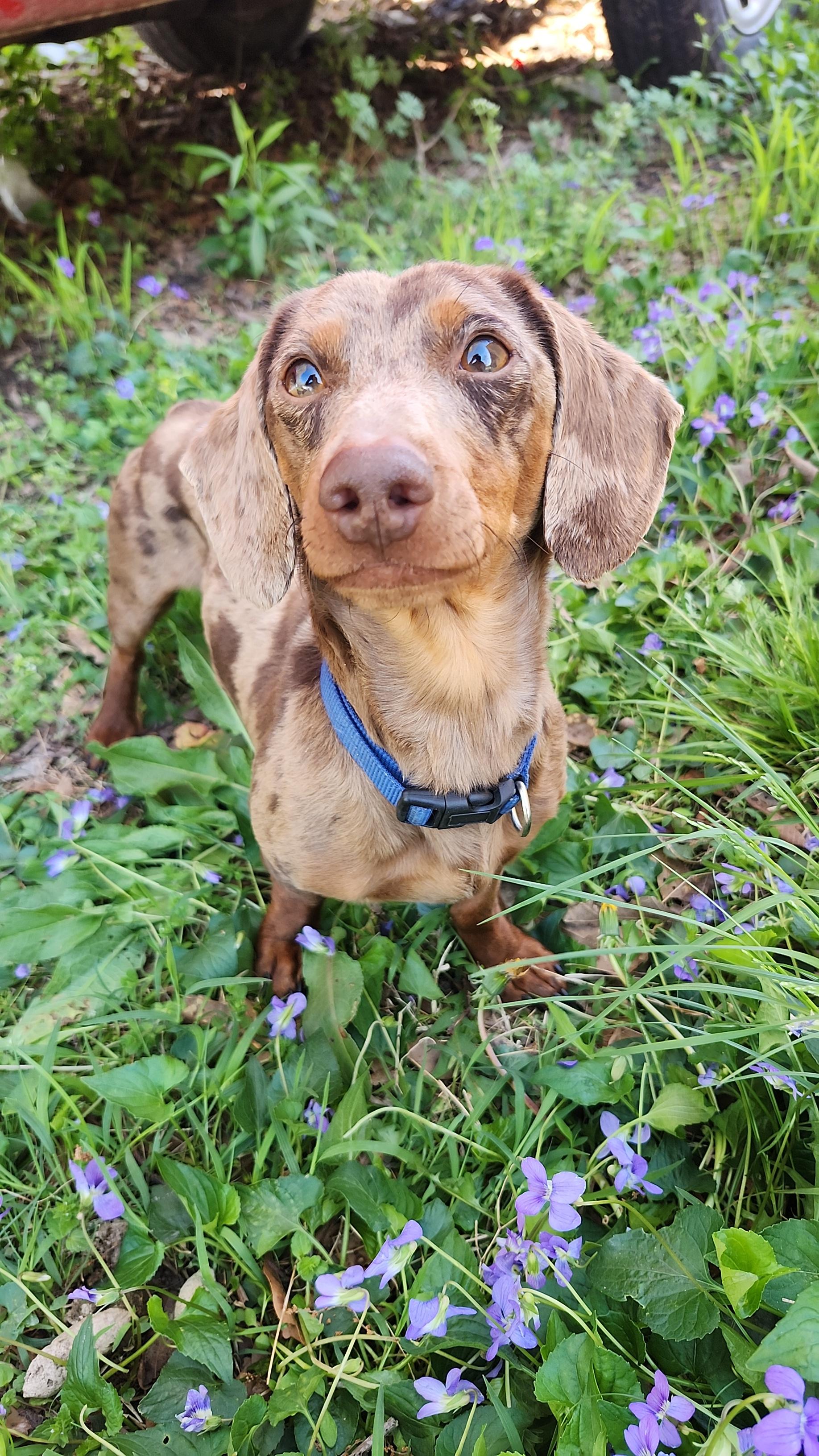 Brownie