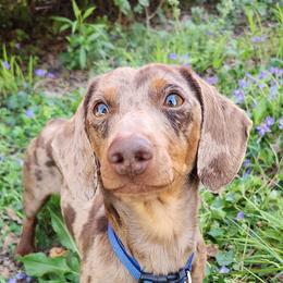 Brownie - Dachshund
