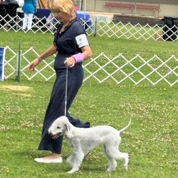 Bedlington Terrier puppies from Barbos Heart