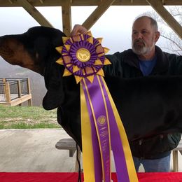 Black and Tan Coonhounds and French Bulldogs from Kalan Kennel
