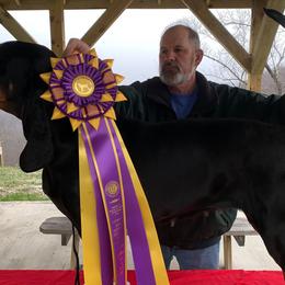 Black and Tan Coonhounds and French Bulldogs from Kalan Kennel