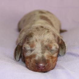 Girl 1 - Dapple female Dachshund puppy in Staley, North Carolina from Langley Farms Dachshunds