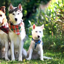 Siberian Huskies from B&H Husky Farm