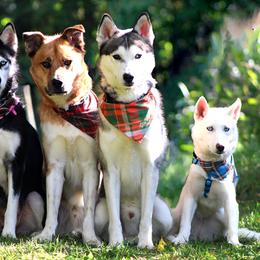Siberian Huskies from B&H Husky Farm