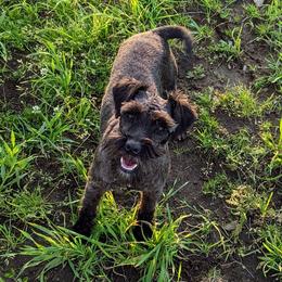 Bambi - Miniature Schnauzer