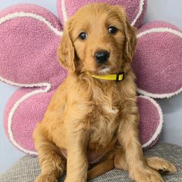 DAISY - Apricot female Goldendoodle puppy in Sugar Land, Texas from Sugar Doodles