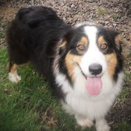 Valentina - Australian Shepherd