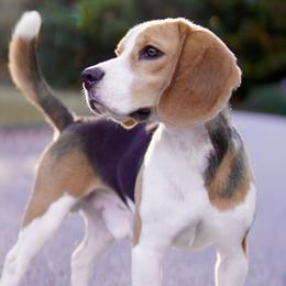 Winston - Beagle