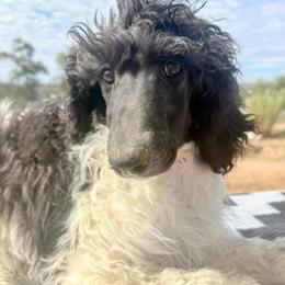 Austin - Parti male Poodle puppy in Meadowbrook, California from Standard Poodle Pups