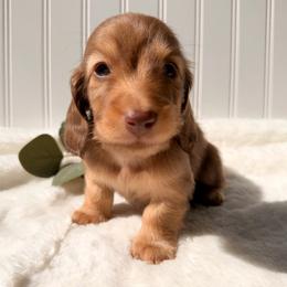 Chocolate Tan  Male2 - Chocolate and tan male Dachshund puppy in Nampa, Idaho from Long_and_Low_Dachshunds