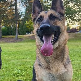 German Shepherds from J