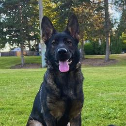 German Shepherds from J