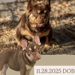 French Bulldog puppies from Frenchie Envy Puppies