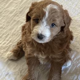 Bacon - Apricot male Goldendoodle puppy in Pahrump, Nevada from Cold Creek Doodles