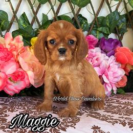 Maggie - Ruby female Cavalier King Charles Spaniel puppy in Hollywood, Florida from World Class Cavaliers