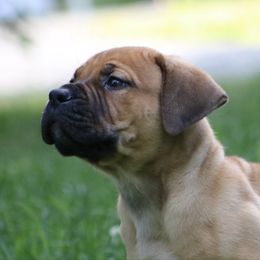 Skrump - Fawn male Boerboel puppy in Wasilla, Alaska from Northland Boerboels