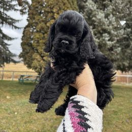 Black male - Black male Cocker Spaniel puppy in Oregon from Doc's Cockers