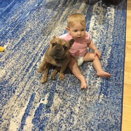 French Bulldogs and Staffordshire Bull Terriers from Sincerity