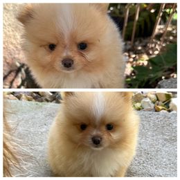Sm cream - Cream male Pomeranian puppy in Sonora, California from NorCal Pomeranians