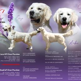 Golden Retriever puppies from OC Goldens