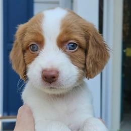 Green boy - Orange and white male Brittany puppy in Mertztown, Pennsylvania from Whispering Hills Gun Dogs