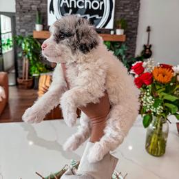 Bernedoodle, Cavapoo, Cavapoochon, Goldendoodle, and Yorkipoo Puppies from Anchor Dogs