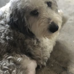 Cora  - Aussiedoodle