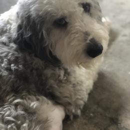Cora  - Aussiedoodle