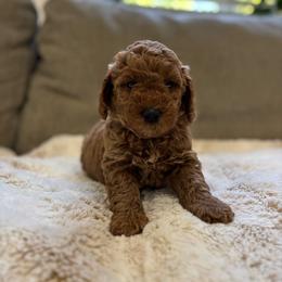 Goldendoodle puppies from The Purrfectpups