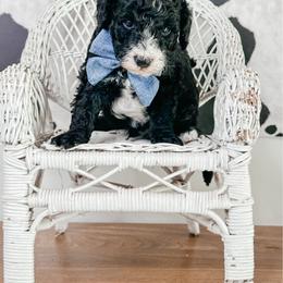 Black Jack - Black and white male Bernedoodle puppy in Otisville, Michigan from Danie’s Darling Doodles LLC