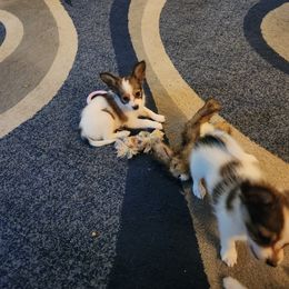 Papillon Puppies from Rene's Papillon