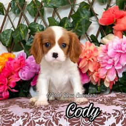 Cody - Blenheim male Cavalier King Charles Spaniel puppy in Hollywood, Florida from World Class Cavaliers
