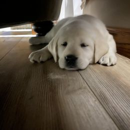Labrador Retriever Puppies from Hickory Creek Labs