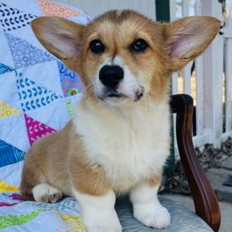 Pembroke Welsh Corgis from Monte Cristo Corgis