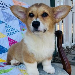Pembroke Welsh Corgis from Monte Cristo Corgis