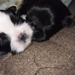 Shih Tzu Puppies from Tammy’s Shih-Tzu Love Jones
