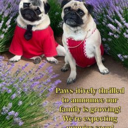 Pug puppies from Cameo's Pugs