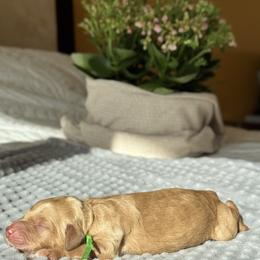 Goldendoodle Puppies from Royal Goldendoodle