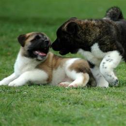 Akita from Shinto Akitas