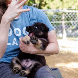 German Shepherd Puppies from Zwinger Vom Rabenauge