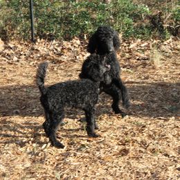 Poodle Puppies from Simply Standard Poodles